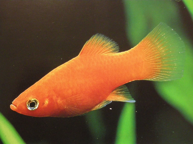 人気の熱帯魚を色で選ぶなら水草に映えるオレンジ色 カラフルな水槽を作ろう