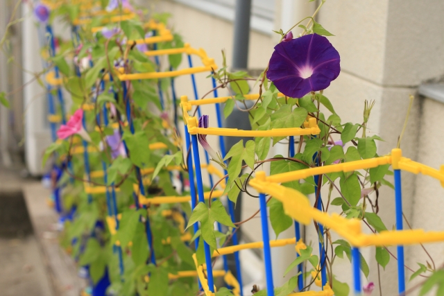 朝顔の育て方 小学生が夏休みに持ち帰ってから管理まで